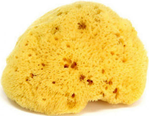 Honeycomb Sea Sponges